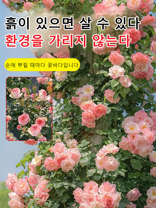꽃과 다채로운 장미 씨앗을 뿌리다