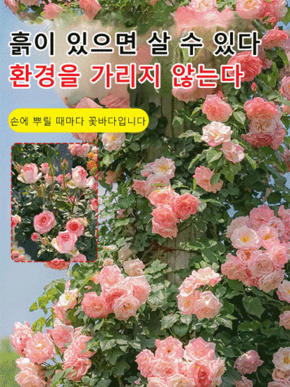 꽃과 다채로운 장미 씨앗을 뿌리다