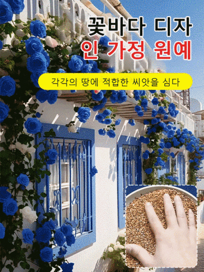 꽃과 다채로운 장미 씨앗을 뿌리다