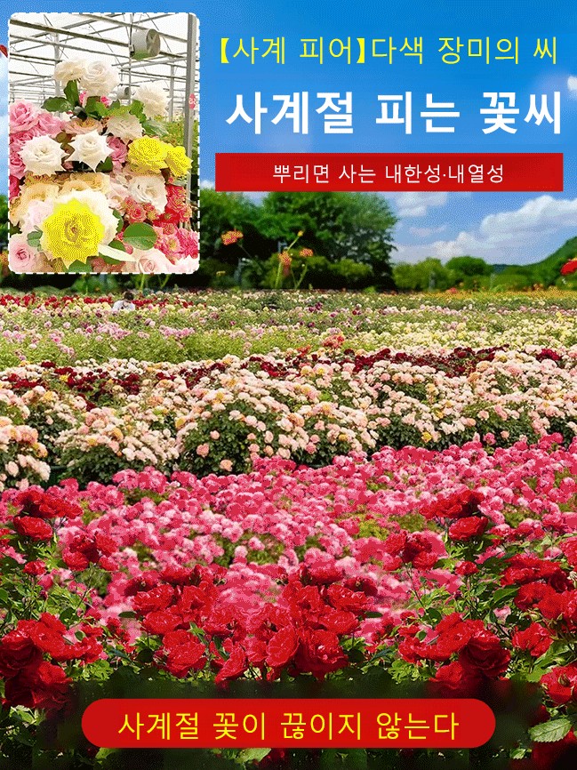꽃과 다채로운 장미 씨앗을 뿌리다