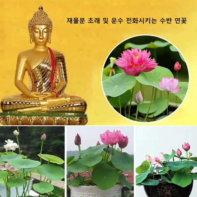 【재물운 초래】관상용 수반 연꽃