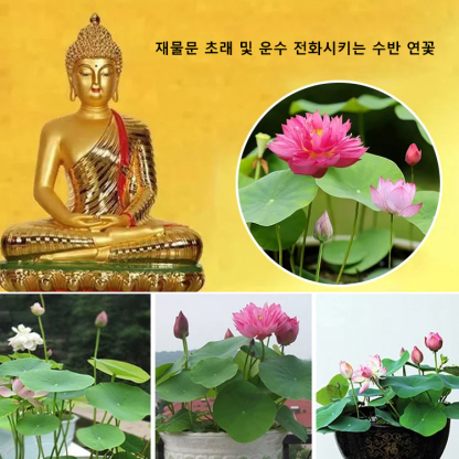 【재물운 초래】관상용 수반 연꽃