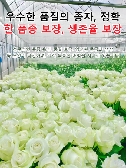 꽃과 다채로운 장미 씨앗을 뿌리다