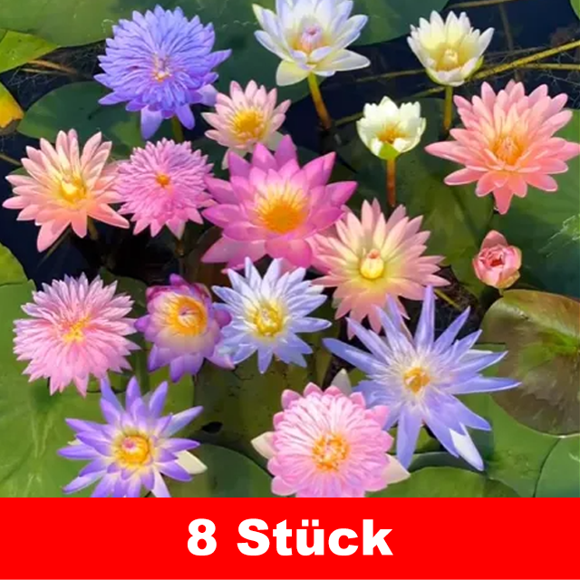 Züchte Monets Meisterwerk zu Hause: Bodenlose hydroponische mehrfarbige Seerosen-Samen.
