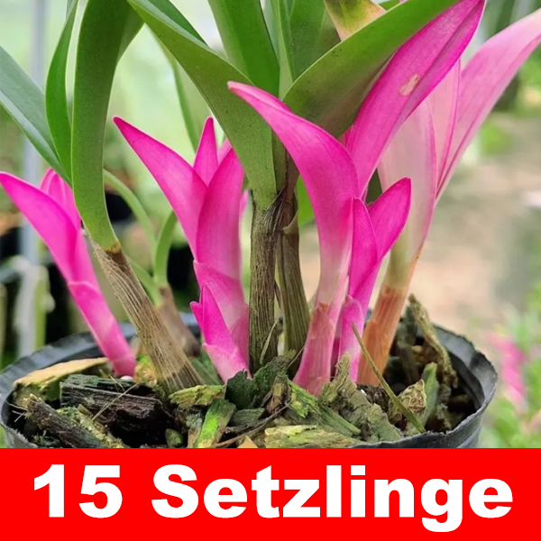 【Schön anzusehen, leicht zu pflegen, duftend blühend】Bunte Duft-Orchidee (Dendrobium) im Topf