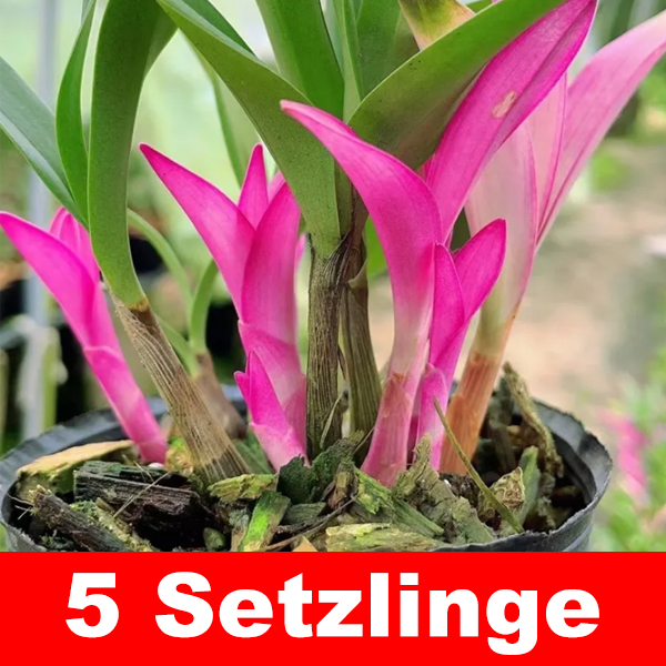 【Schön anzusehen, leicht zu pflegen, duftend blühend】Bunte Duft-Orchidee (Dendrobium) im Topf