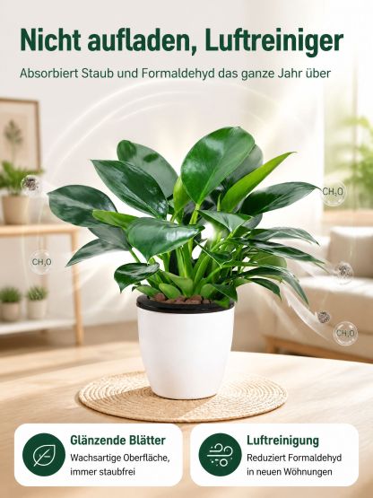 🍃✅“Der Luftreiniger ohne Strom”, Golden Diamond Green Pflanzen, Keine Sonnenstrahlen nötig, Absorbiert Schadstoffe geräuschlos！ 