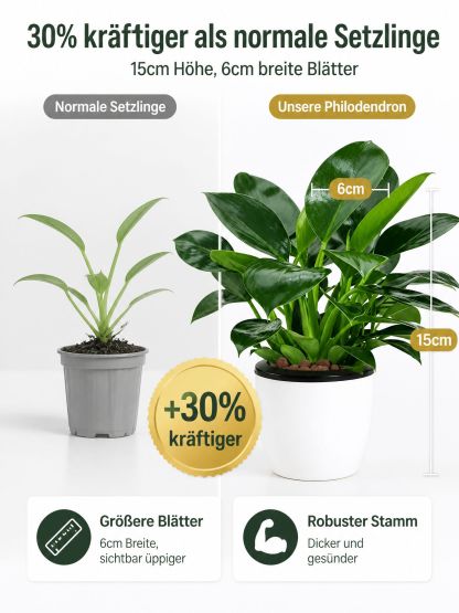 🍃✅“Der Luftreiniger ohne Strom”, Golden Diamond Green Pflanzen, Keine Sonnenstrahlen nötig, Absorbiert Schadstoffe geräuschlos！ 