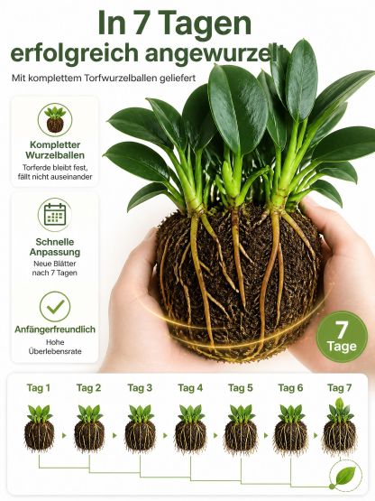 🍃✅“Der Luftreiniger ohne Strom”, Golden Diamond Green Pflanzen, Keine Sonnenstrahlen nötig, Absorbiert Schadstoffe geräuschlos！ 