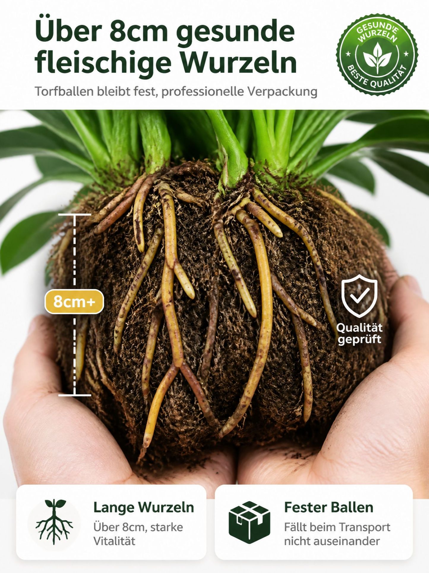 🍃✅“Der Luftreiniger ohne Strom”, Golden Diamond Green Pflanzen, Keine Sonnenstrahlen nötig, Absorbiert Schadstoffe geräuschlos！ 