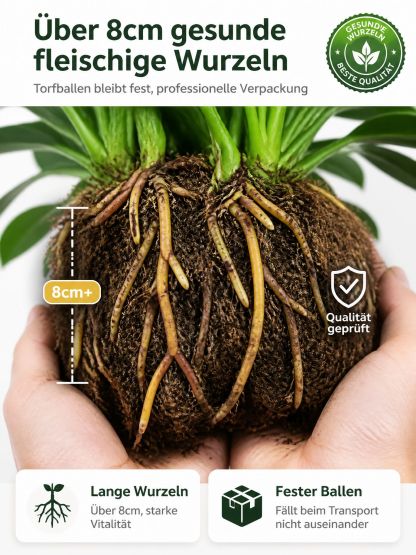 🍃✅“Der Luftreiniger ohne Strom”, Golden Diamond Green Pflanzen, Keine Sonnenstrahlen nötig, Absorbiert Schadstoffe geräuschlos！ 