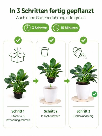🍃✅“Der Luftreiniger ohne Strom”, Golden Diamond Green Pflanzen, Keine Sonnenstrahlen nötig, Absorbiert Schadstoffe geräuschlos！ 