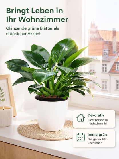 🍃✅“Der Luftreiniger ohne Strom”, Golden Diamond Green Pflanzen, Keine Sonnenstrahlen nötig, Absorbiert Schadstoffe geräuschlos！ 