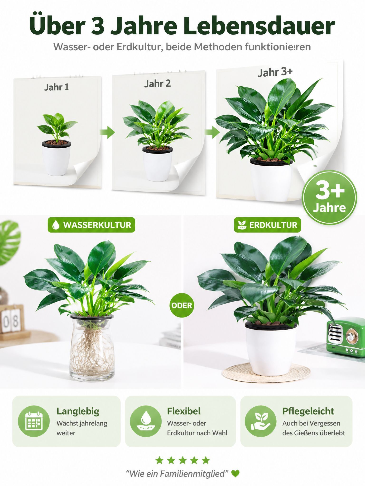 🍃✅“Der Luftreiniger ohne Strom”, Golden Diamond Green Pflanzen, Keine Sonnenstrahlen nötig, Absorbiert Schadstoffe geräuschlos！ 