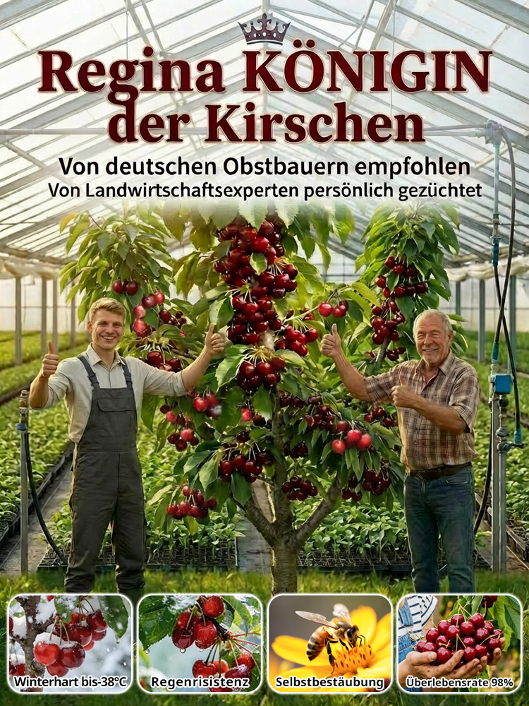 【100% Anwachsgarantie】 4J XXL Regina Süßkirschbaum | Kräftige 2-jährige Setzlinge 