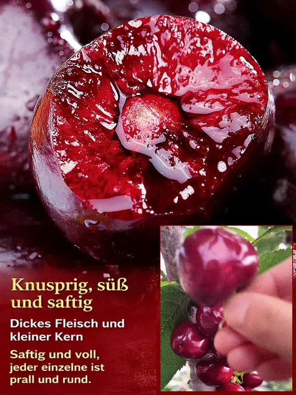 【100% Anwachsgarantie】 4J XXL Regina Süßkirschbaum | Kräftige 2-jährige Setzlinge 