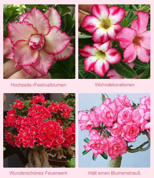 🌹💐【Mit Wasser gedeiht es 100 Jahre】Wüstenrosen-Zwiebelblume