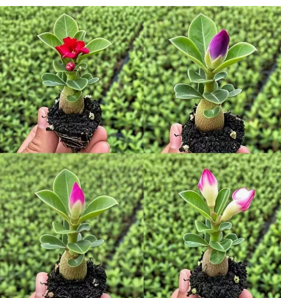 Wüstenrosenzwiebel für Anfänger, 99% Überlebensrate, 300 Tage Blüte, 100 Jahre Lebensdauer