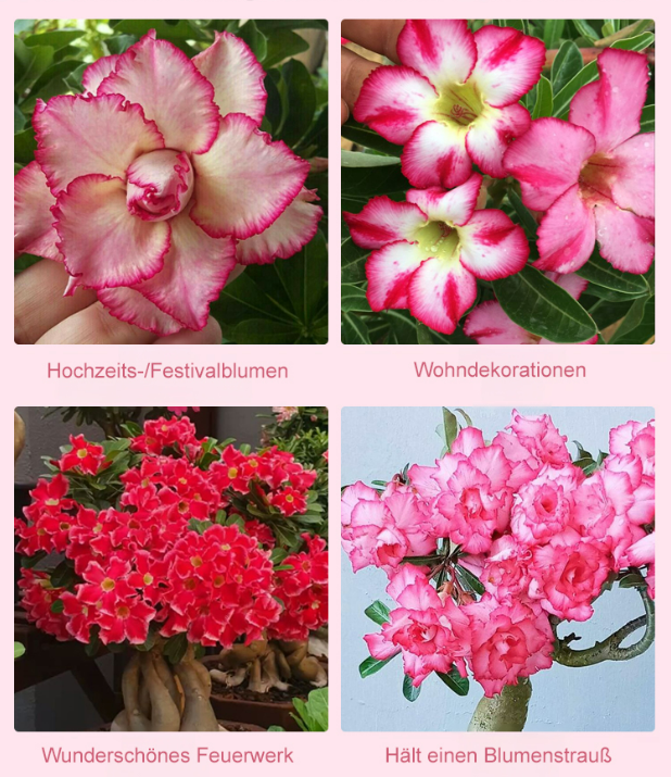 🌹💐【Mit Wasser gedeiht es 100 Jahre】Wüstenrosen-Zwiebelblume