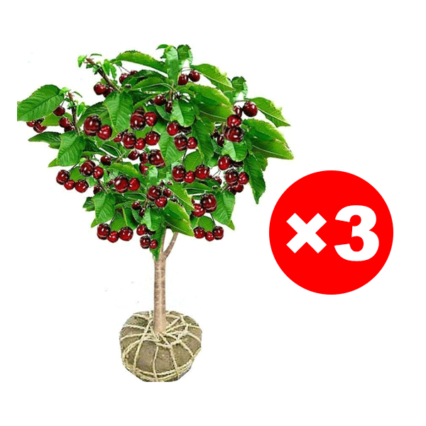 Veredelte Premium-Säulenkirsche–Erntebereit ab Mai | Winterhart & Selbstfruchtend！