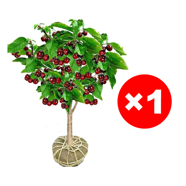Veredelte Premium-Säulenkirsche–Erntebereit ab Mai | Winterhart & Selbstfruchtend！