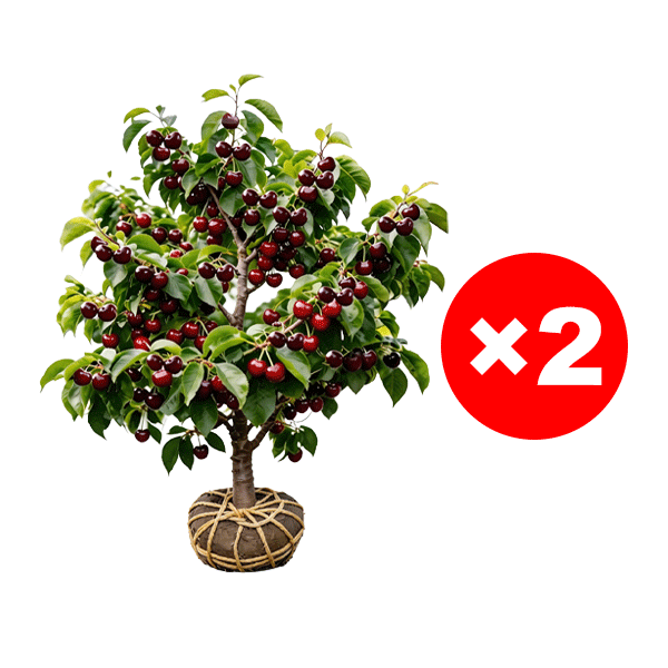 【100% Anwachsgarantie】 4J XXL Regina Süßkirschbaum | Kräftige 2-jährige Setzlinge