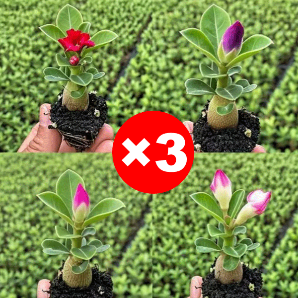 Wüstenrosenzwiebel für Anfänger, 99% Überlebensrate, 300 Tage Blüte, 100 Jahre Lebensdauer