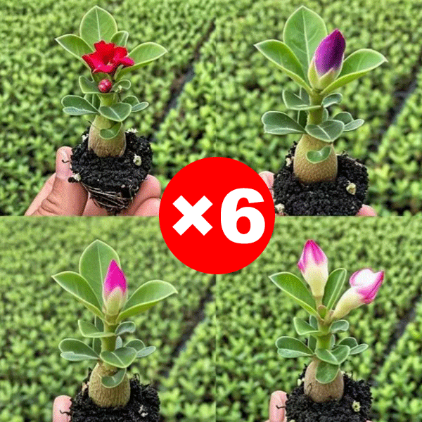 Wüstenrosenzwiebel für Anfänger, 99% Überlebensrate, 300 Tage Blüte, 100 Jahre Lebensdauer