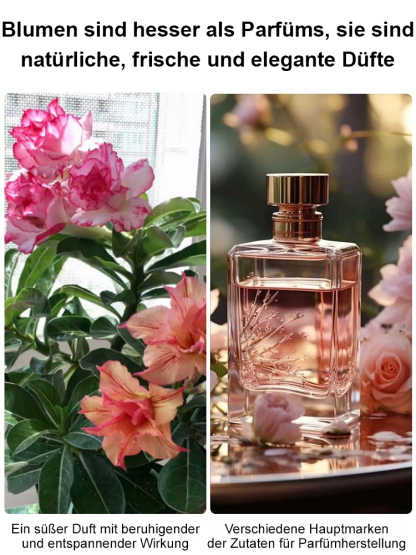 🌹💐【Mit Wasser gedeiht es 100 Jahre】Wüstenrosen-Zwiebelblume