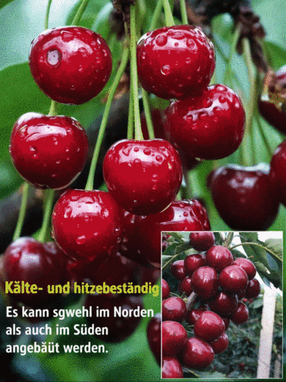 Veredelte Premium-Säulenkirsche–Erntebereit ab Mai | Winterhart & Selbstfruchtend！