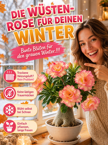 Wüstenrosenzwiebel für Anfänger, 99% Überlebensrate, 300 Tage Blüte, 100 Jahre Lebensdauer