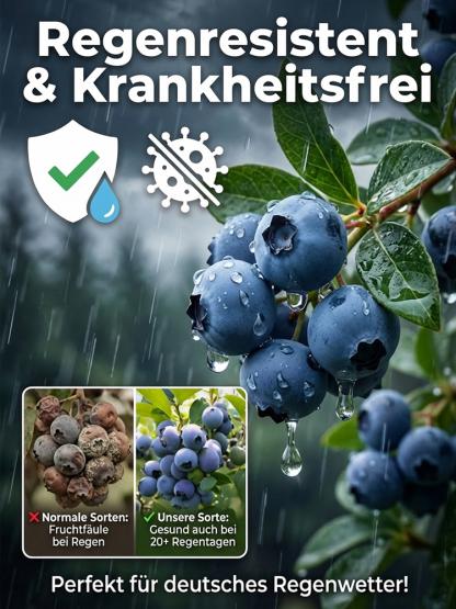 [PFLANZSAISON-ANGEBOT] Zweijährige Premium-Heidelbeer-Setzlinge aus dem Alten Land