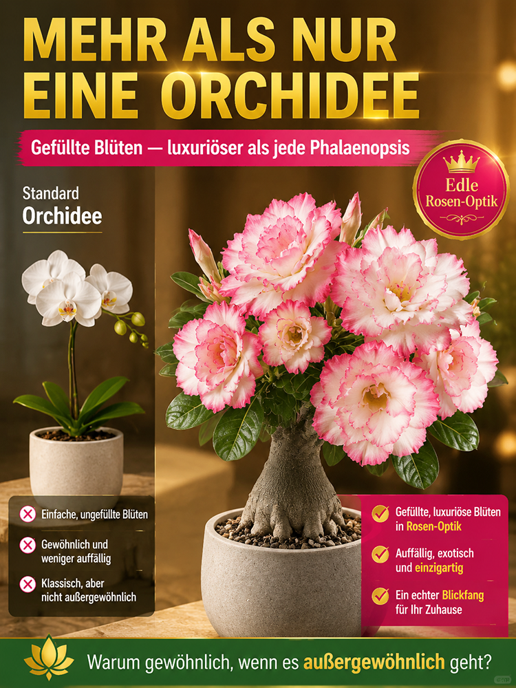 Wüstenrosenzwiebel für Anfänger, 99% Überlebensrate, 300 Tage Blüte, 100 Jahre Lebensdauer