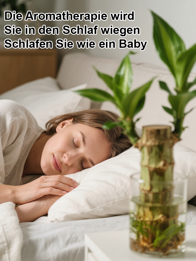 💦🎍Lebt nur mit Wasser: Ganzjährig blühendes brasilianisches Glücksholz