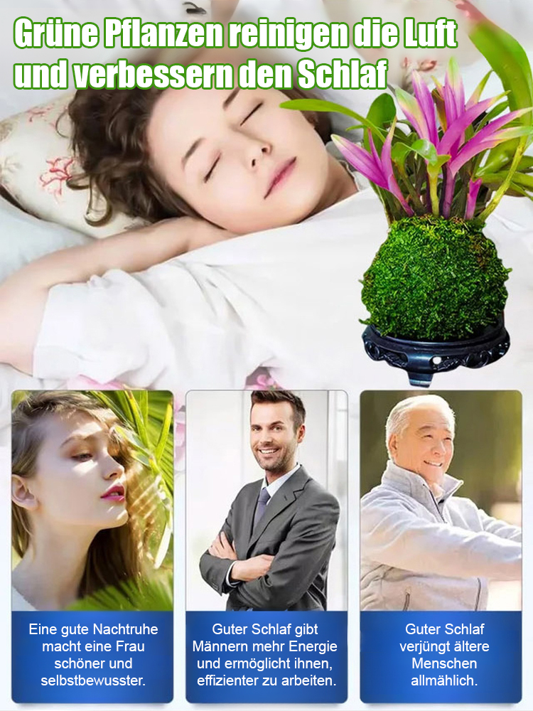 【Schön anzusehen, leicht zu pflegen, duftend blühend】Bunte Duft-Orchidee (Dendrobium) im Topf