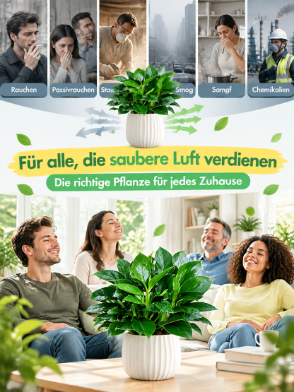 🍃✅Philodendron “Imperial” mit 99% Überlebensrate! 50x stärkere Luftreinigung! 