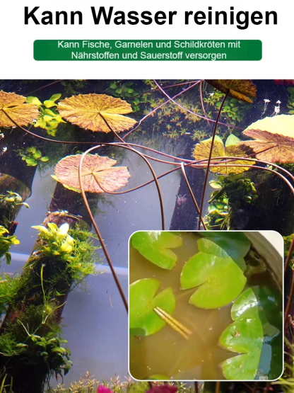 🎉💐Bodenlose hydroponische mehrfarbige Seerosen-Samen