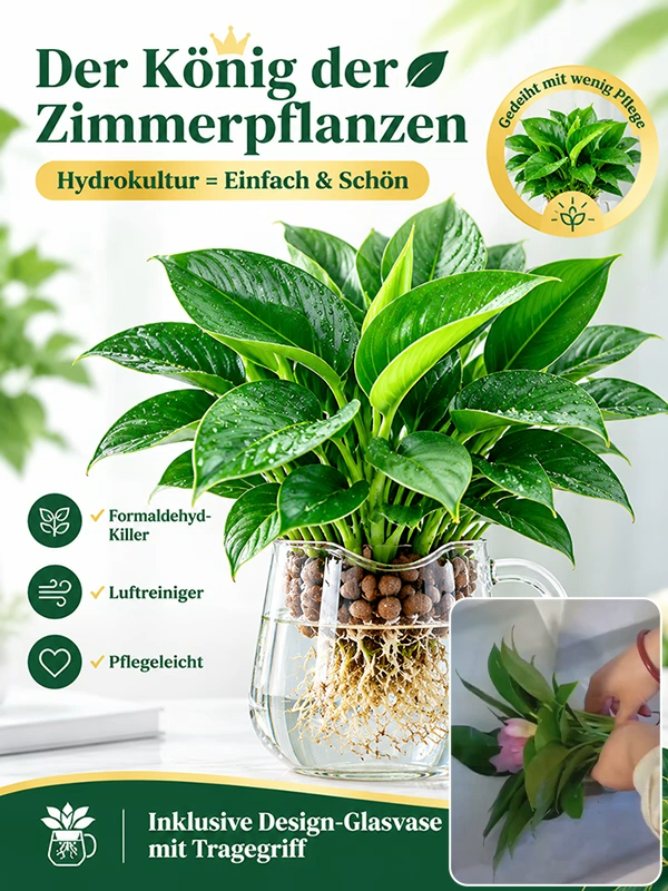 🍃✅Philodendron “Imperial” mit 99% Überlebensrate! 50x stärkere Luftreinigung! 