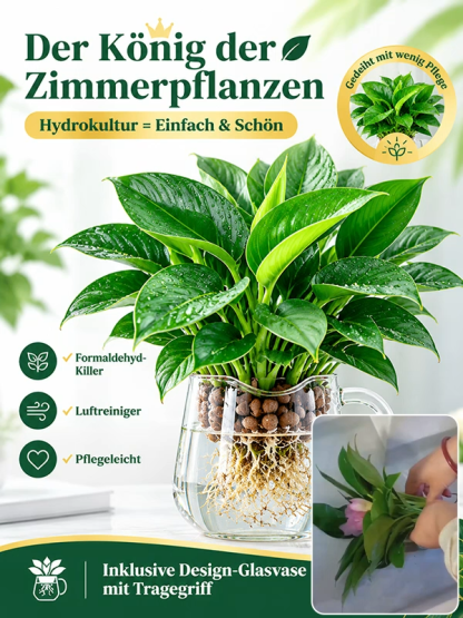 🍃✅Philodendron “Imperial” mit 99% Überlebensrate! 50x stärkere Luftreinigung! 