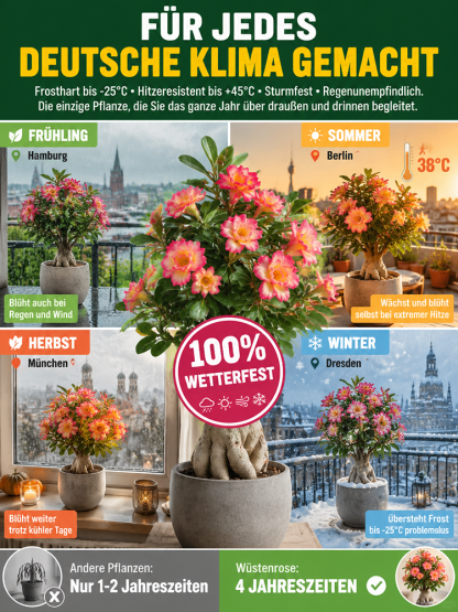 Wüstenrosenzwiebel für Anfänger, 99% Überlebensrate, 300 Tage Blüte, 100 Jahre Lebensdauer