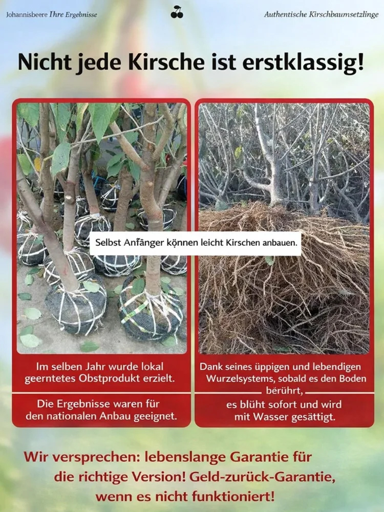 【100% Anwachsgarantie】 4J XXL Regina Süßkirschbaum | Kräftige 2-jährige Setzlinge 
