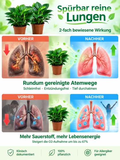 🍃✅Philodendron “Imperial” mit 99% Überlebensrate! 50x stärkere Luftreinigung! 