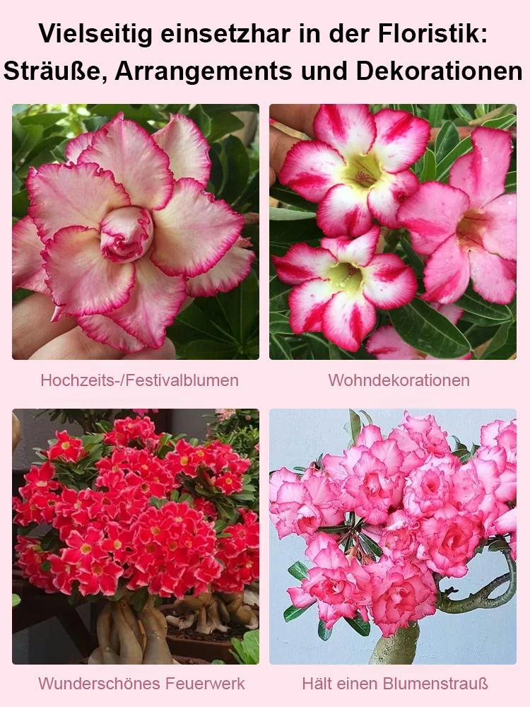 🌹💐【Mit Wasser gedeiht es 100 Jahre】Wüstenrosen-Zwiebelblume