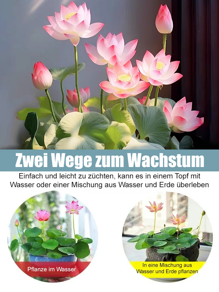 【Normale Blüte bis -20℃ möglich】Winter-Zierlotussamen für die Hydrokultur