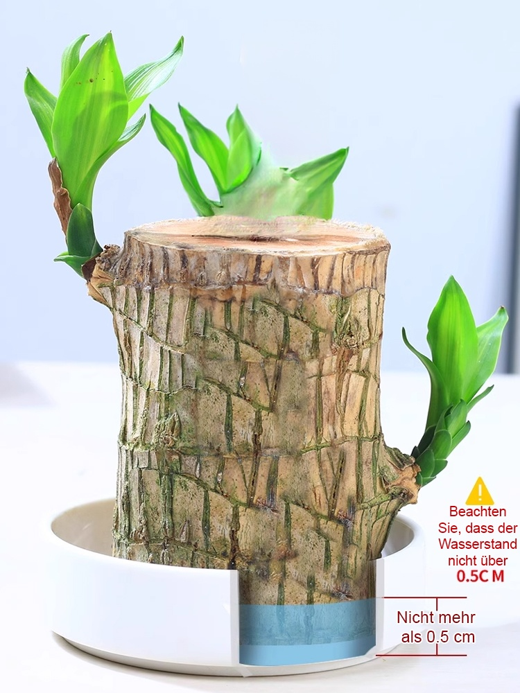 💦🎍Lebt nur mit Wasser: Ganzjährig blühendes brasilianisches Glücksholz