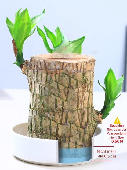 💦🎍Lebt nur mit Wasser: Ganzjährig blühendes brasilianisches Glücksholz