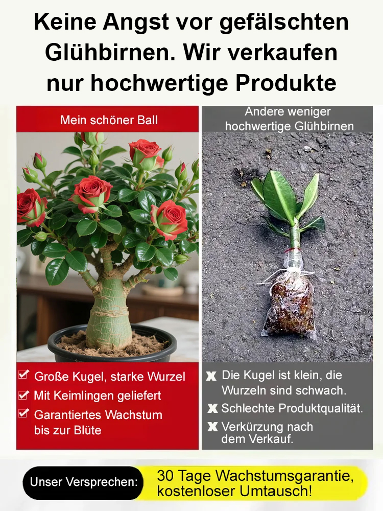 🌹💐【Mit Wasser gedeiht es 100 Jahre】Wüstenrosen-Zwiebelblume