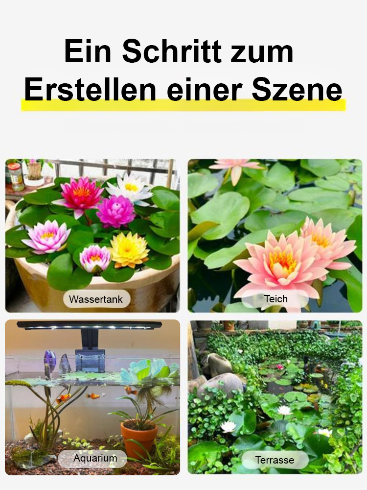 🎉💐Bodenlose hydroponische mehrfarbige Seerosen-Samen
