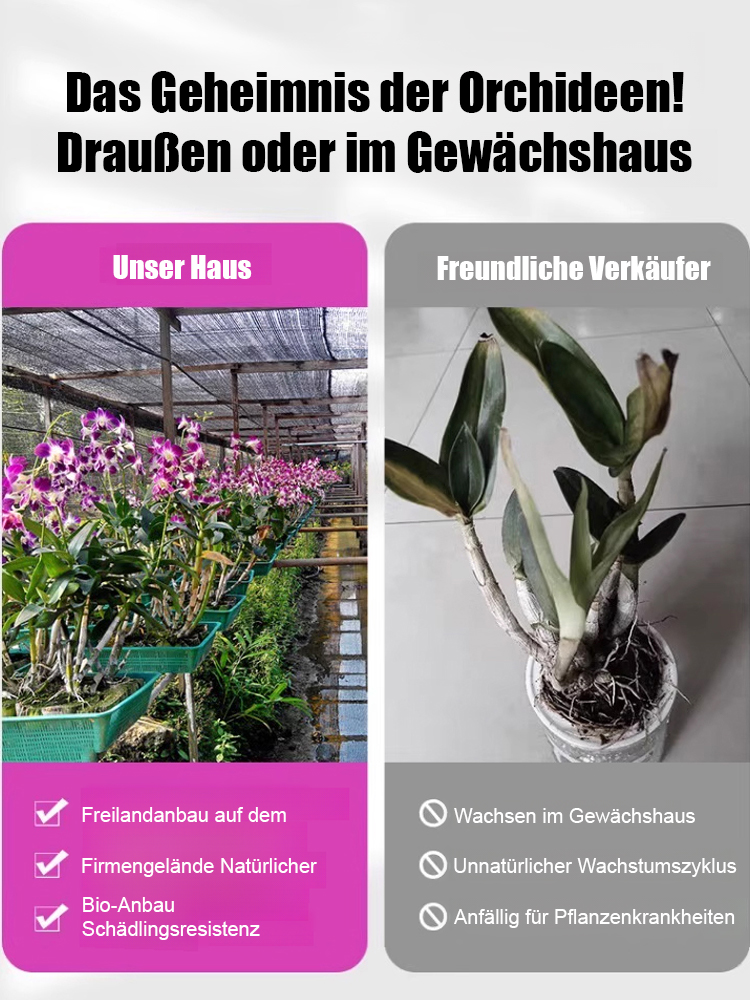 【Schön anzusehen, leicht zu pflegen, duftend blühend】Bunte Duft-Orchidee (Dendrobium) im Topf