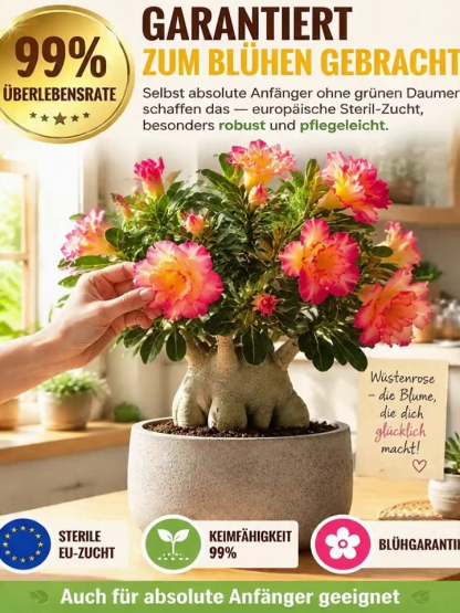 Wüstenrosenzwiebel für Anfänger, 99% Überlebensrate, 300 Tage Blüte, 100 Jahre Lebensdauer